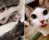 保護から数日後の元旦に、絶妙なタイミングで子猫達を出産した母猫。温かい家の中で全ての愛情を子猫達に注ぎ続ける！