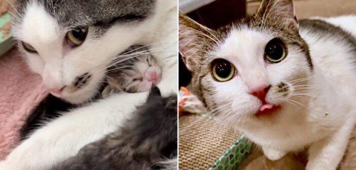 保護から数日後の元旦に、絶妙なタイミングで子猫達を出産した母猫。温かい家の中で全ての愛情を子猫達に注ぎ続ける!