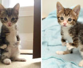 前足が不自由だったため、2本足で歩くことを学んだ子猫。障がいにも負けずに、元気に成長していく姿に胸が熱くなる