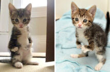 足が不自由な子猫