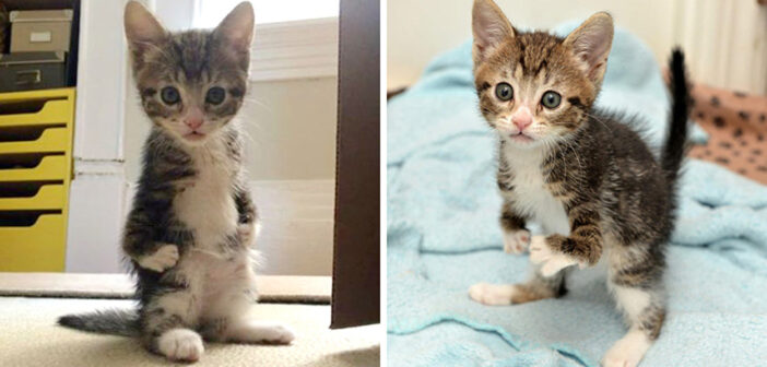前足が不自由だったため、2本足で歩くことを学んだ子猫。障がいにも負けずに、元気に成長していく姿に胸が熱くなる