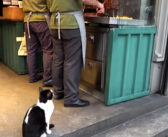 「いい匂いだにゃ〜」ケバブを欲しそうに見ていた猫さん。食べさせてあげると満足したようで、お礼を言いにきた (*´ェ`*)