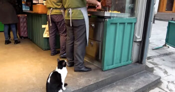 ケバブが食べたい猫