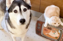 犬を連れて仕返しにやって来た猫