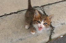 助けてと叫ぶ子猫