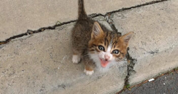 助けてと叫ぶ子猫