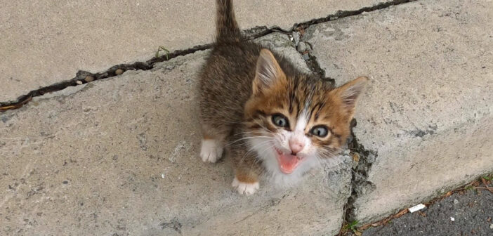 助けてと叫ぶ子猫