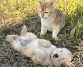 置き去りにされていた子犬を連れて旅に出た猫。まるで本当の我が子のように接して、子犬を危険から守る様子に心が温まる