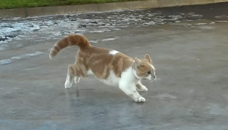 氷の上で遊ぶ猫