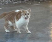 氷の楽しさを発見した猫さん。氷の上を滑りながら大はしゃぎする様子が可愛すぎる ( *´艸｀)♡