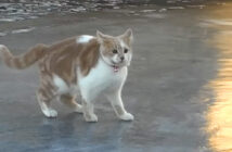 氷の楽しさを発見した猫