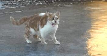 氷の楽しさを発見した猫さん。氷の上を滑りながら大はしゃぎする様子が可愛すぎる ( *´艸`)♡