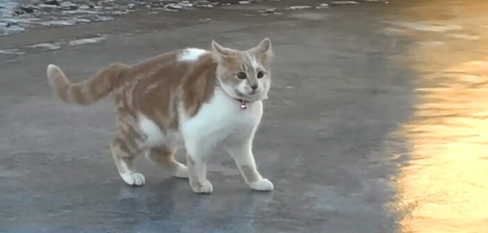 氷の楽しさを発見した猫さん。氷の上を滑りながら大はしゃぎする様子が可愛すぎる ( *´艸`)♡