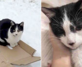 雪の中で暮らしていた猫に手を差し伸べ、人生を一変させた人達。温かい毎日に幸せを感じた猫は、本当の自分を見せ始める