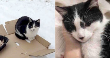 雪の中から保護された猫