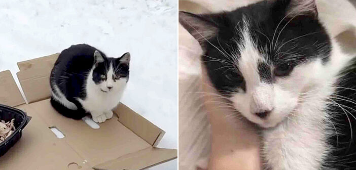 雪の中から保護された猫