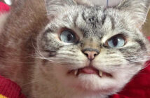 長い牙を持つ猫