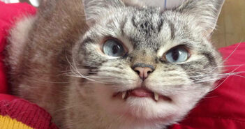 長い牙を持つ猫