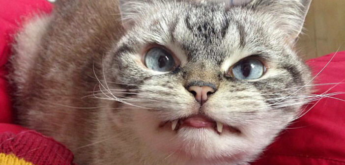 長い牙を持つ猫