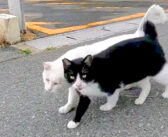 寄り添い合って歩く野良猫達。何度も頭をぶつけ合って、愛情を確かめ合う様子がとっても可愛い (*´ｪ｀*)♡