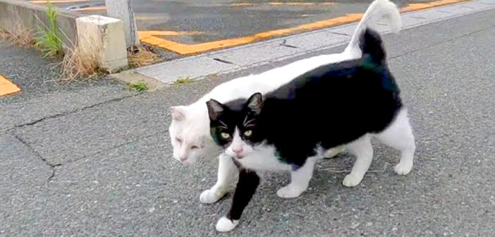 寄り添い合って歩く野良猫達。何度も頭をぶつけ合って、愛情を確かめ合う様子がとっても可愛い (*´ｪ｀*)♡