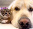 犬が大好きな子猫