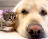 ゴールデンレトリバーのことが大好きな子猫。ずっと一緒にいたくて、何度も甘えにいく様子が可愛すぎる ( *´艸`)♡