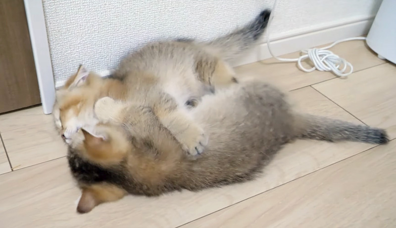 バトルする子猫達