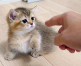 小さな前足で一生懸命に猫パンチを繰り出してきた子猫。テンションが急上昇して大変なことに ( *´艸｀)♡