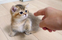 猫パンチを繰り出す子猫