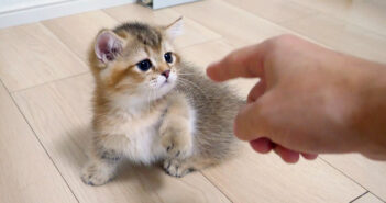 猫パンチを繰り出す子猫