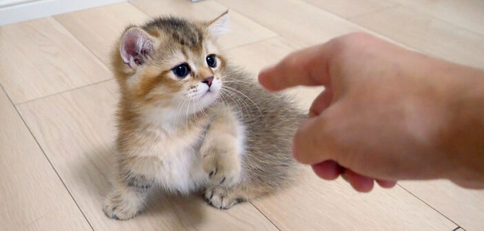 猫パンチを繰り出す子猫
