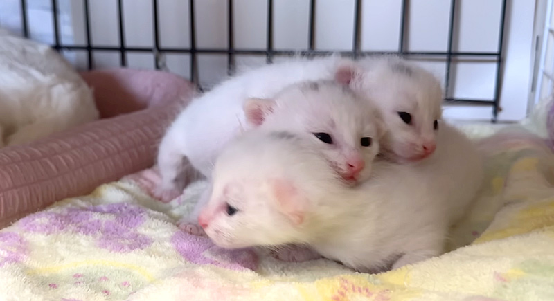生後13日目の子猫達