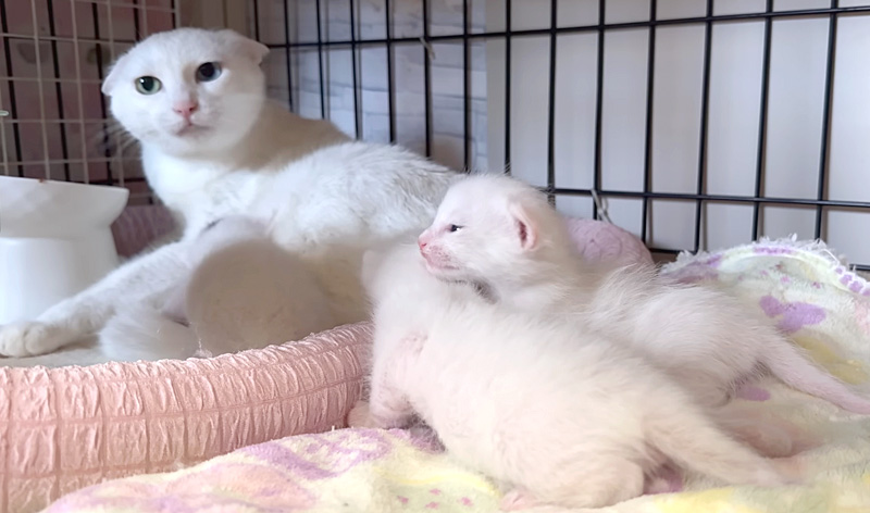 母猫に突撃していく子猫達