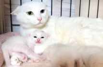 母猫に甘えに行く子猫達