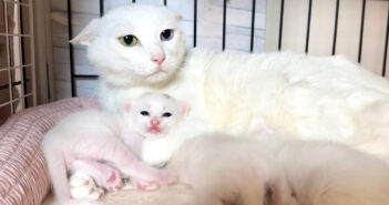 母猫に甘えに行く子猫達