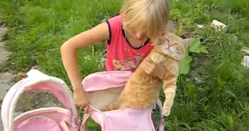 赤ちゃんになりきる猫