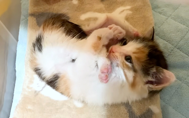 足を毛づくろいする子猫