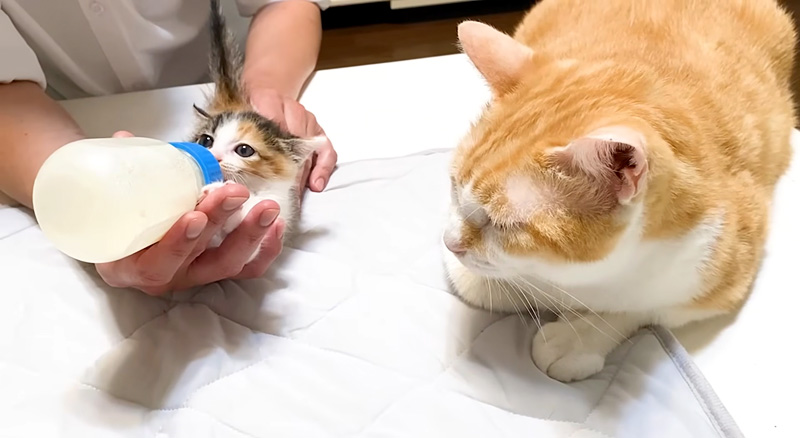 保護子猫を見守る先住猫