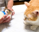 保護子猫が心配で、ミルク中も隣にいる先住猫。そんな先住猫の優しさで元気になった子猫の姿にホッとする (*´ｪ｀*)
