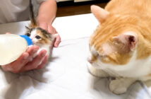 保護子猫を見守る先住猫