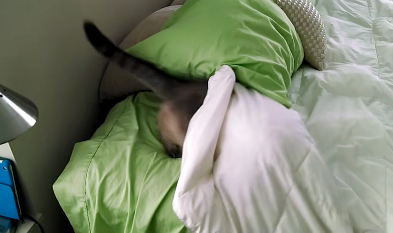 ベッドに潜り込む猫