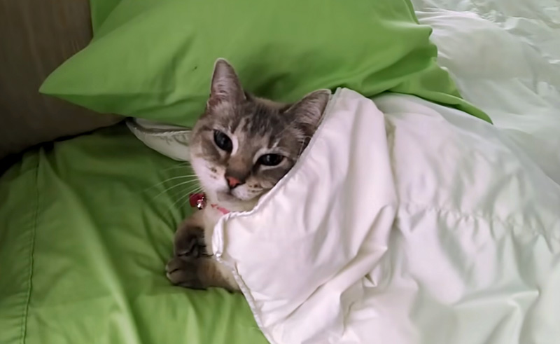 ベッドでくつろぐ猫