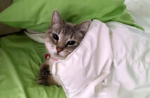 ベッドでくつろぐ猫