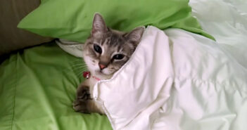 自らベッドに潜り込んで、人間のようにくつろぎ始める猫さん。その可愛すぎる姿に思わず心がポカポカに (*´ω`*)♡ ベッドでくつろぐ猫