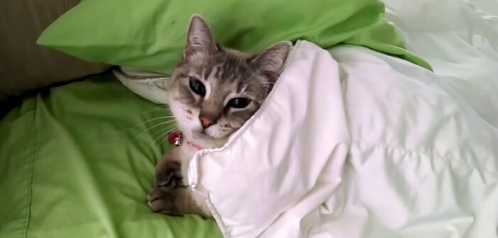 ベッドでくつろぐ猫