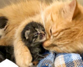 病気になった母猫に代わって育児を始めた保護猫。生まれたばかりの5匹の子猫達にたくさんの愛情を注ぎ続ける