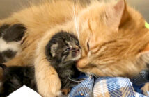 母猫代わりになった猫