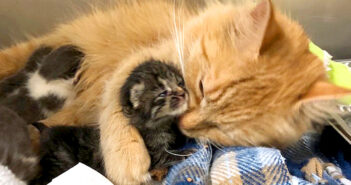 病気になった母猫に代わって育児を始めた保護猫。生まれたばかりの5匹の子猫達にたくさんの愛情を注ぎ続ける