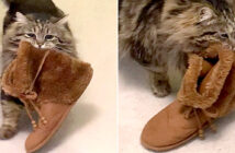 ルームシューズを持ってくる猫